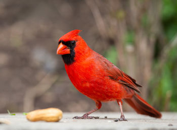 Close-up of bird perching