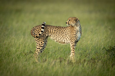 Cheetah standing on land