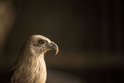 Close-up of a bird