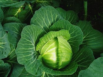 High angle view of growing cabbage in garden