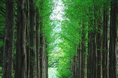 View of bamboo trees in forest