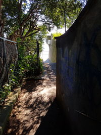 Walkway amidst trees