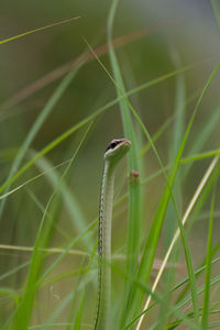 Close-up of green leaf on grass