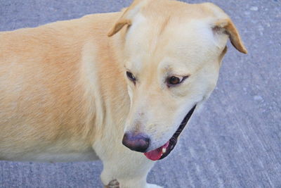 Close-up of a dog looking away