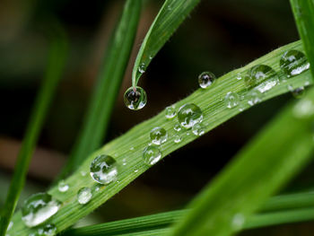 Close-up of water drops on spider web