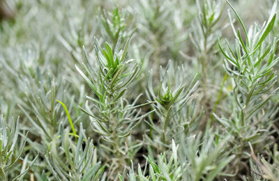 Full frame shot of pine tree