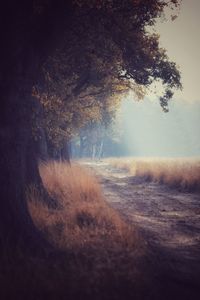 Scenic view of forest against sky during foggy weather