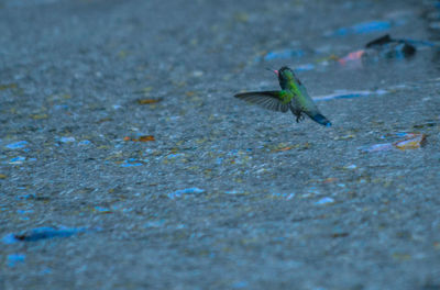 Close-up of bird flying