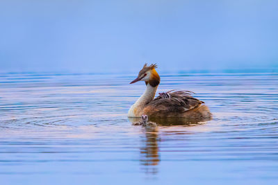 Duck swimming in lake