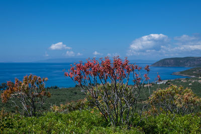 Scenic view of sea against blue sky