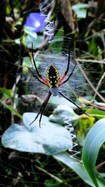 Close-up of spider on web