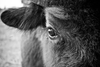 Close-up of horse eye