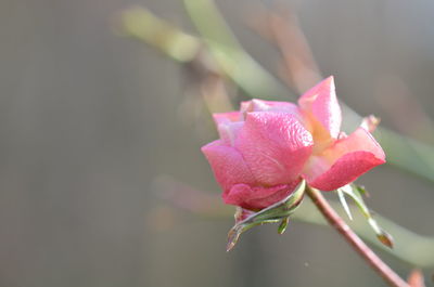 Close-up of pink flower