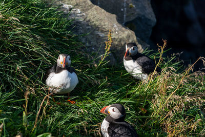 Family triangle of the puffins