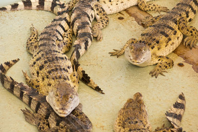 High angle view of crocodile in zoo