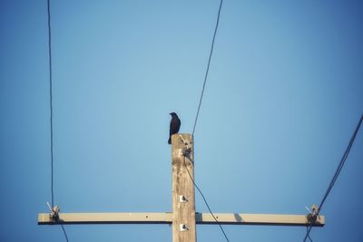 Low angle view of bird perching on wooden post against clear sky