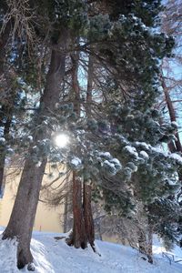 Trees on snow covered landscape