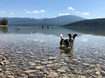 View of dogs in lake