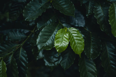 Full frame shot of leaves