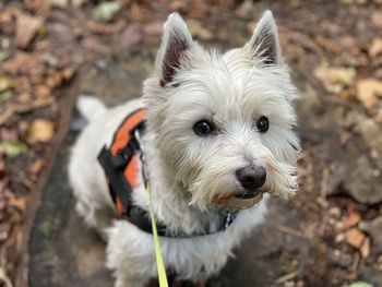 Westie in a wood looking at the camera 