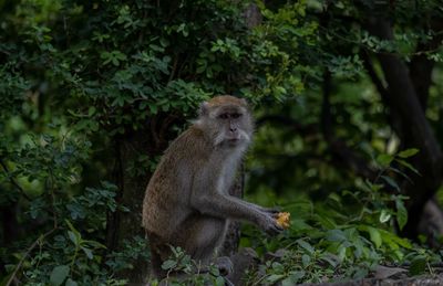 Monkey sitting on a tree