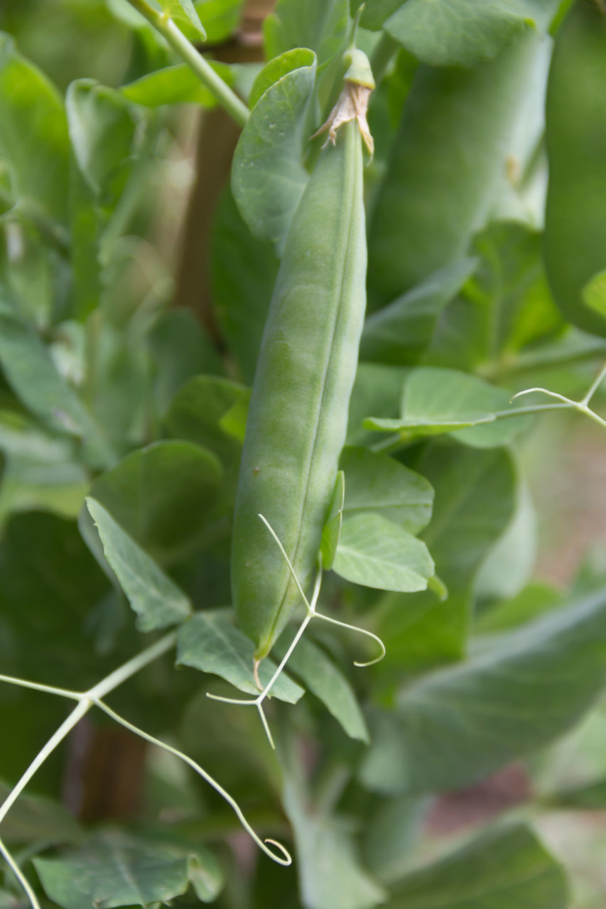 CLOSE-UP OF FRESH GREEN LEAVES IN PLANT