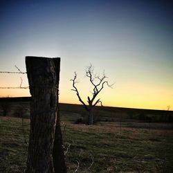 Bare trees on field at sunset