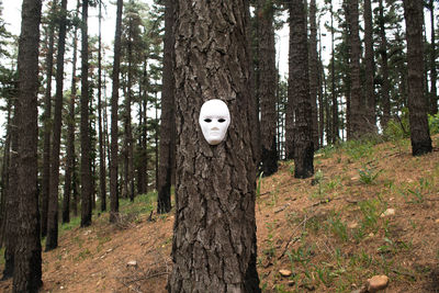 View of trees in forest