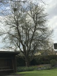 Bare tree on landscape against sky