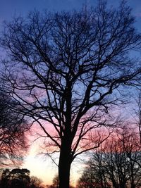 Low angle view of bare trees against sky