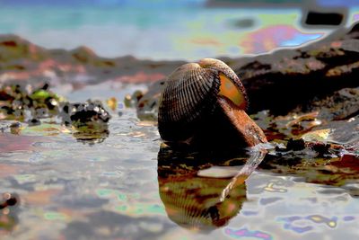 Close-up of turtle in sea