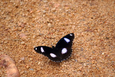 High angle view of butterfly