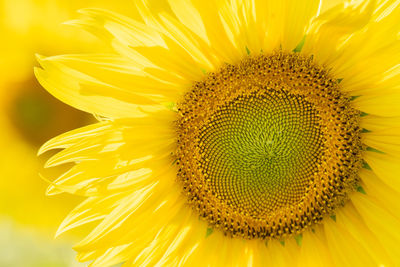 Close-up of sunflower