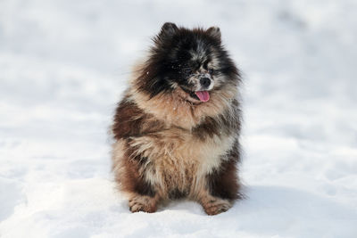 Close-up of dog on snow