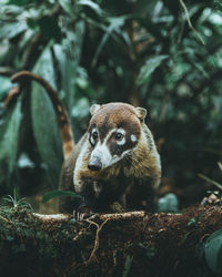 Mammal on tree in forest