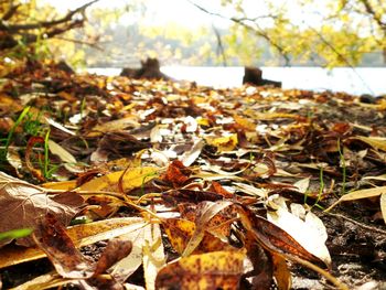 Close-up of leaves on tree trunk