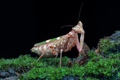 Close-up of a horse on grass at night