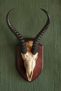 Directly above shot of animal skull on table