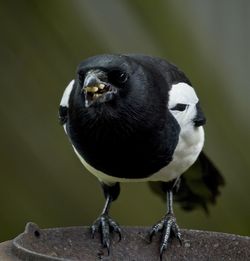Close-up of bird perching on wood
