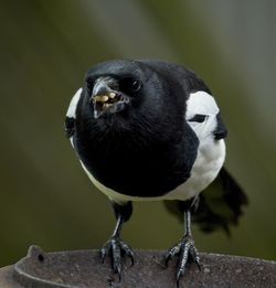 Close-up of bird magpie perching and feeding