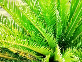 Close-up of fresh green plant