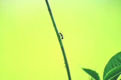 Close-up of dew on plant