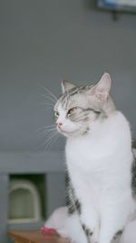 Close-up of cat looking away