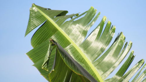 Low angle view of palm tree leaves against sky