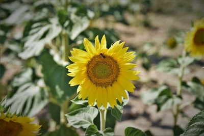 Close-up of yellow flowering plant