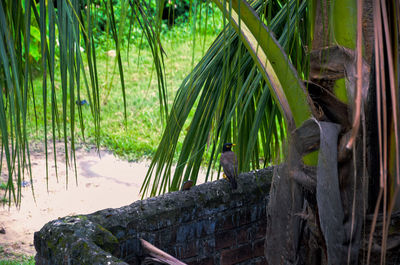 View of palm trees in forest