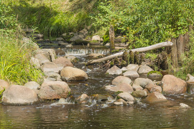 Ducks on rock by river