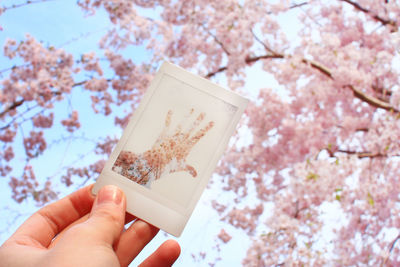 Cropped hand holding instant transfer print against flowering tree