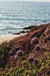 Close-up of purple flowering plant on land