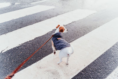 High angle view of woman with dog on footpath